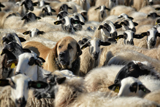 🐕⚠️ Hiking in Morzine With Your Dog? Be Aware of Guardian Dogs in the Alps