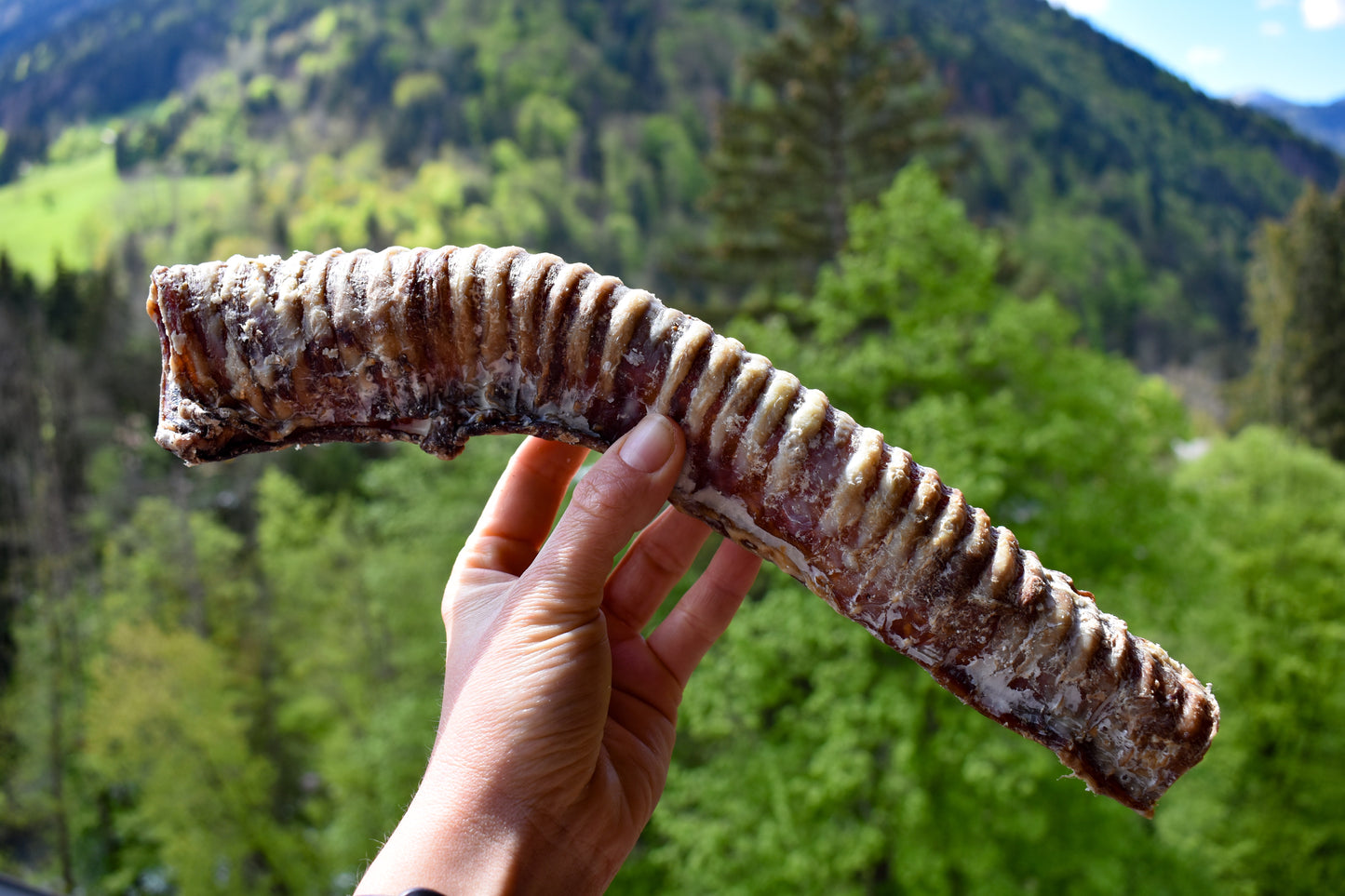 Tube de boeuf
