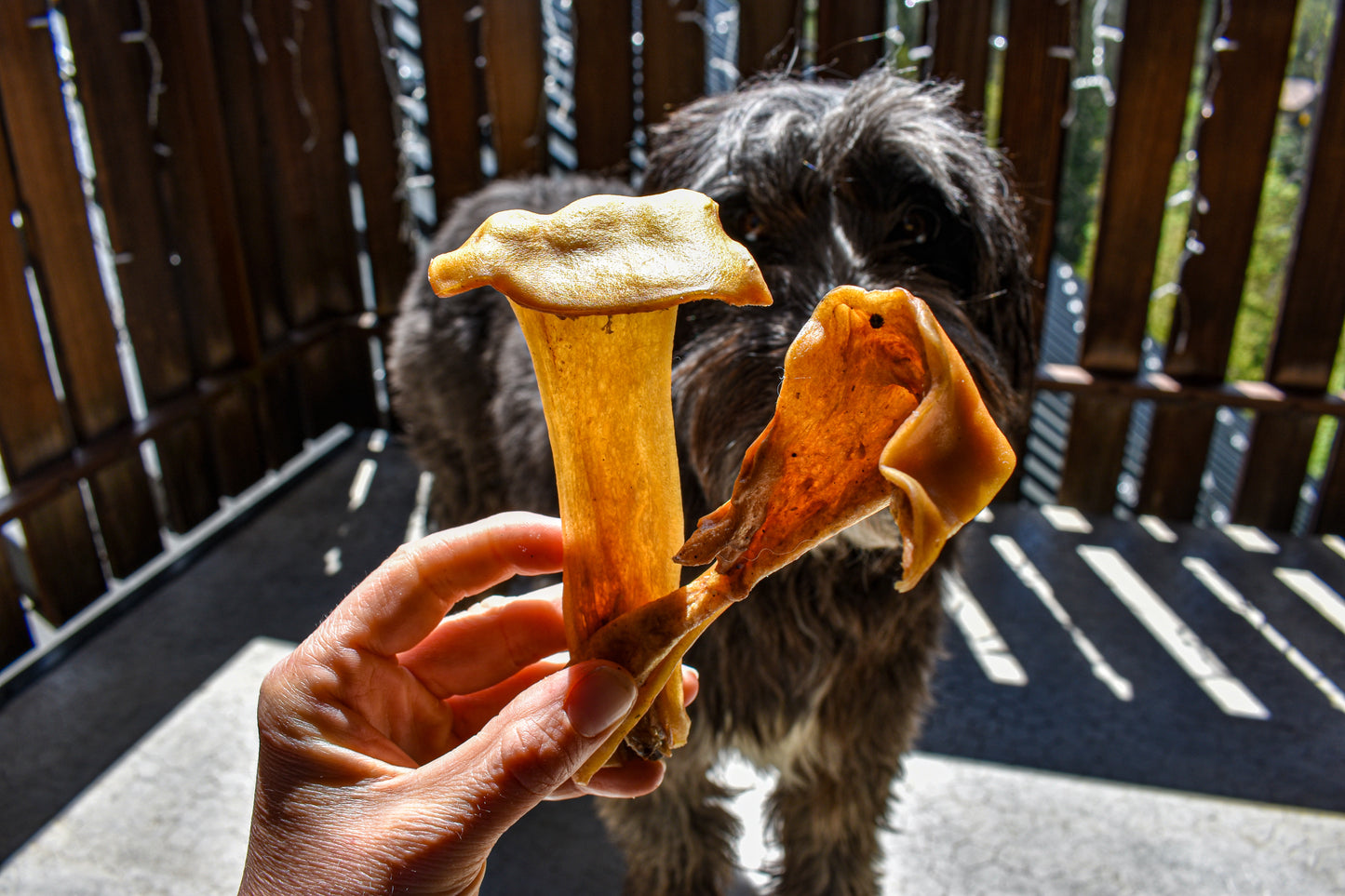 Boeuf à Mâcher