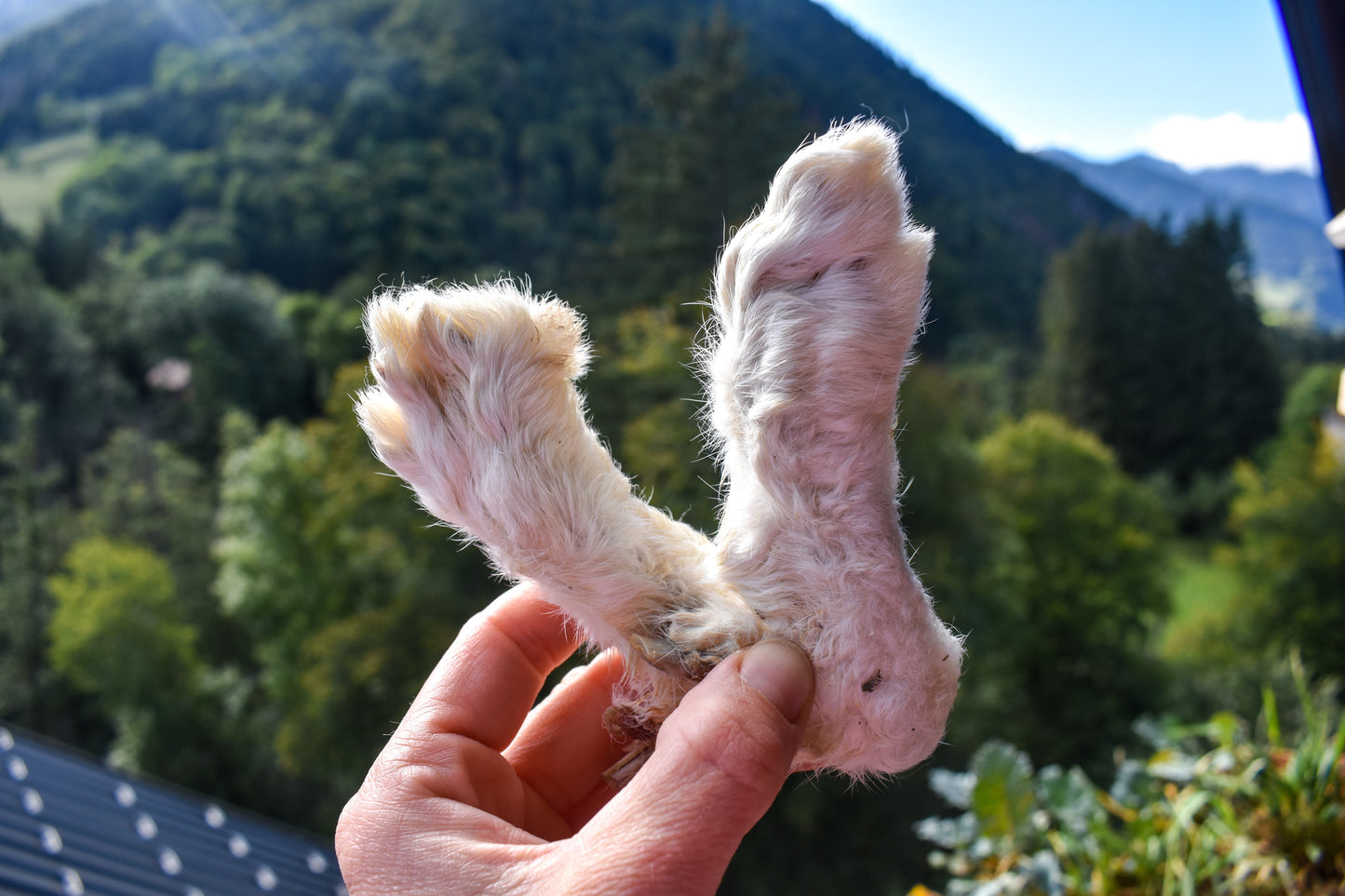 Le lapin à fourrure creuse