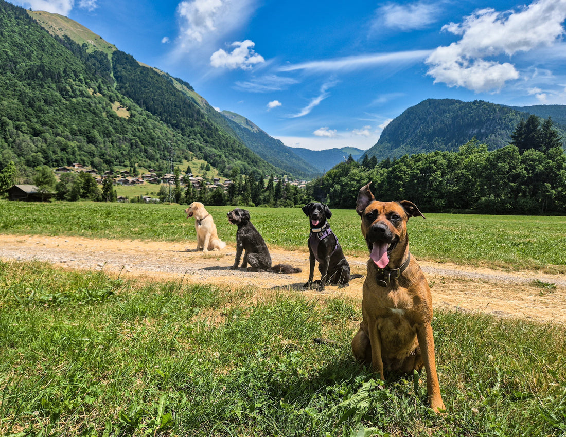 Favourite Dog Walks In Morzine & The Surrounding Area