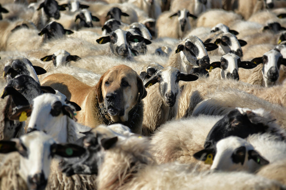 🐕⚠️ Hiking in Morzine With Your Dog? Be Aware of Guardian Dogs in the Alps