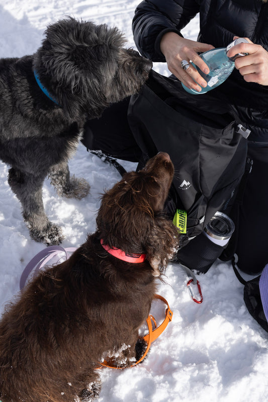 K9 Escapade - A 3-4 hour outing.
